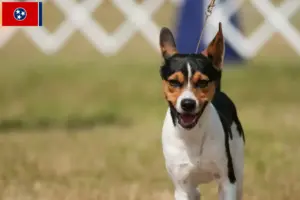 Read more about the article Rat Terrier breeders and puppies in Tennessee