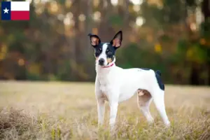 Read more about the article Rat Terrier breeders and puppies in Texas