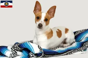 Read more about the article Rat Terrier breeders and puppies in Utah