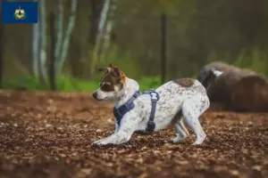 Read more about the article Rat Terrier breeders and puppies in Vermont