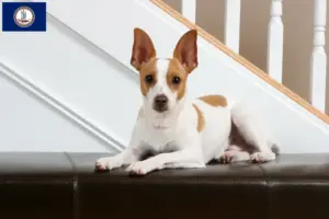 Read more about the article Rat Terrier breeders and puppies in Virginia