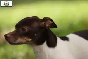Read more about the article Rat Terrier Breeders and Puppies in West Virginia