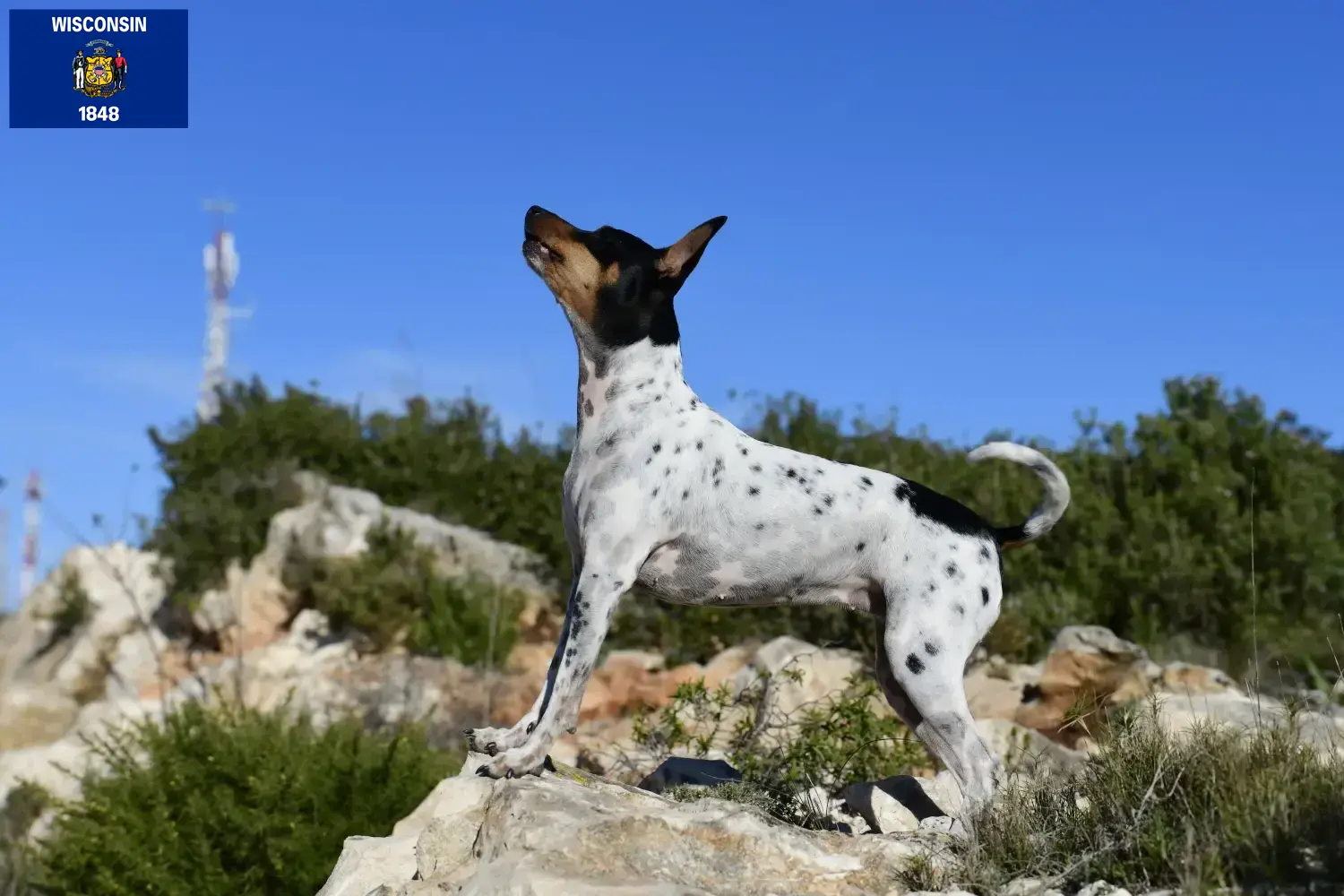 Rat Terrier puppies and breeders Wisconsin Find Rat Terrier breeders in Wisconsin.