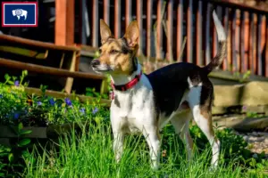 Read more about the article Rat Terrier breeders and puppies in Wyoming
