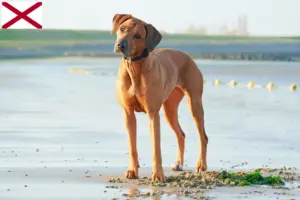 Read more about the article Rhodesian Ridgeback breeders and puppies in Alabama