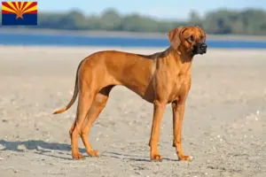 Read more about the article Rhodesian Ridgeback breeders and puppies in Arizona