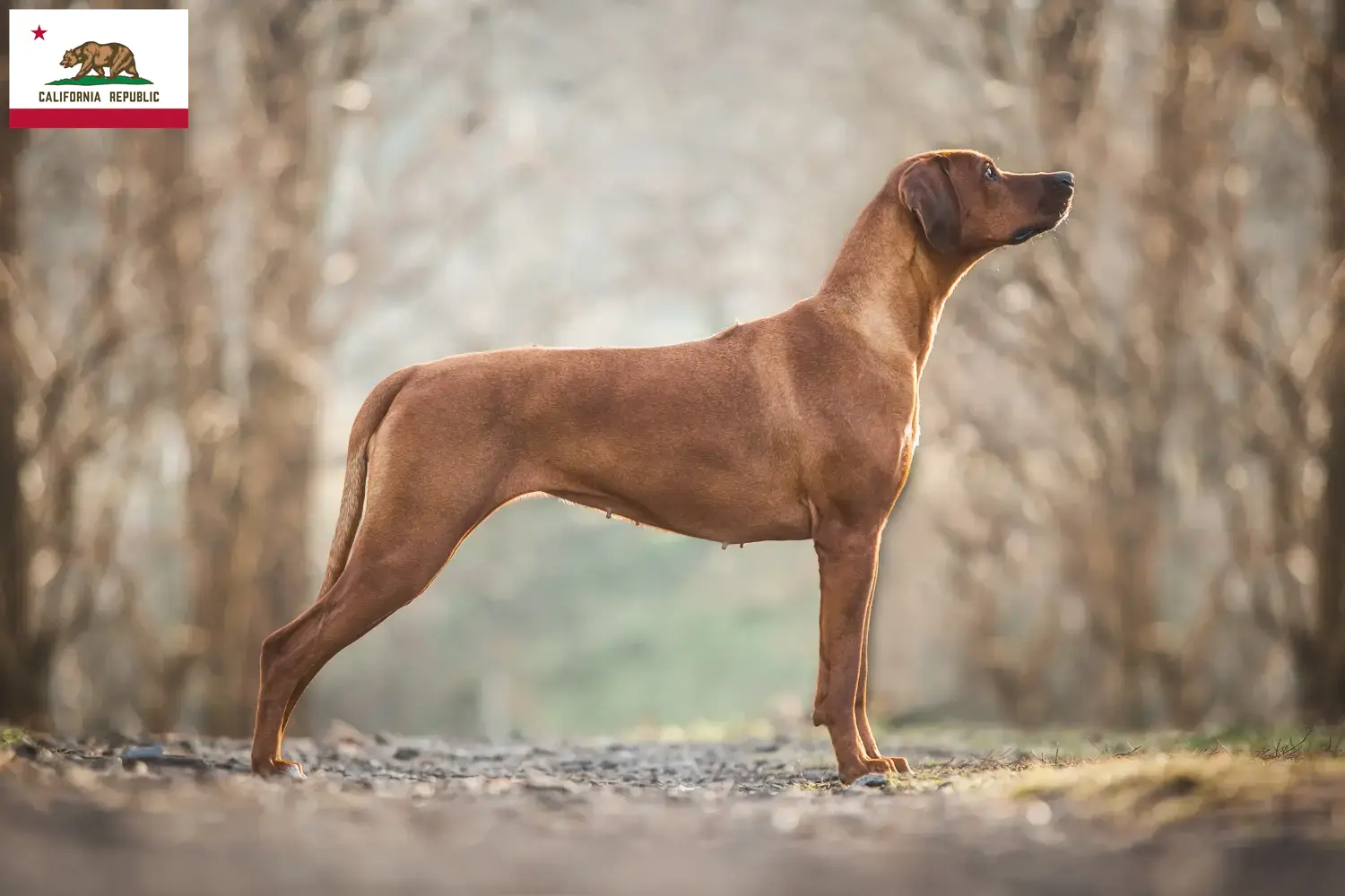 Rhodesian Ridgeback puppies and breeders California Find Rhodesian Ridgeback breeders in California.