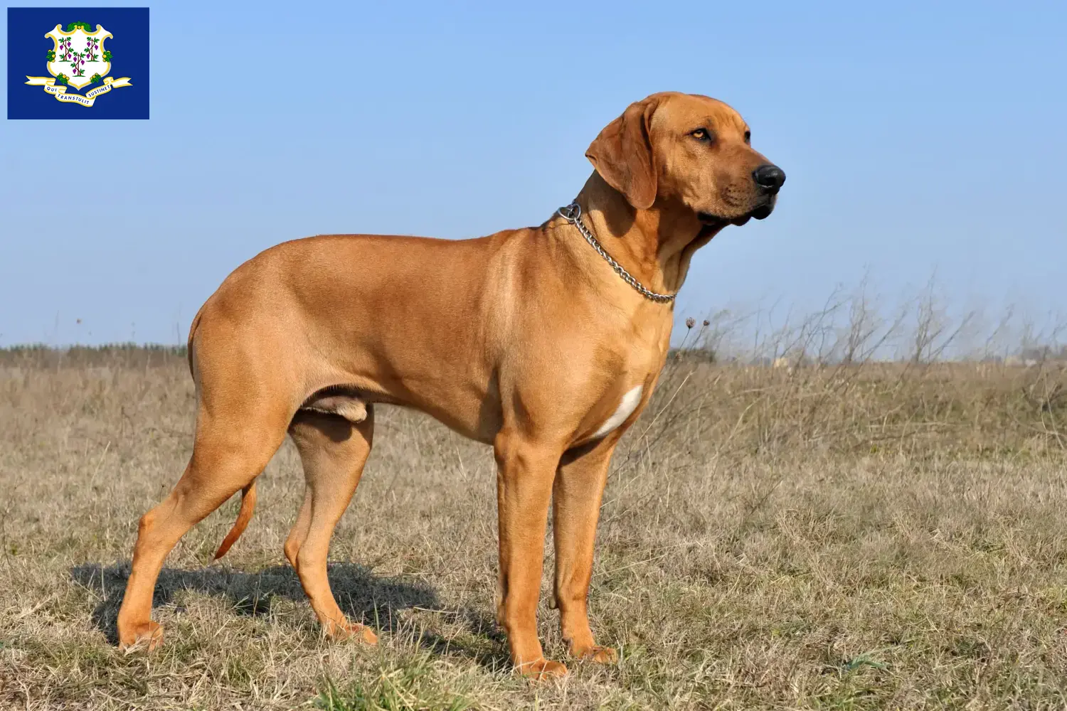 Rhodesian Ridgeback puppies and breeders Connecticut Find Rhodesian Ridgeback breeders in Connecticut.