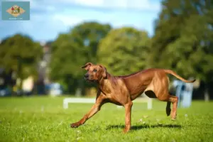 Read more about the article Rhodesian Ridgeback breeders and puppies in Delaware