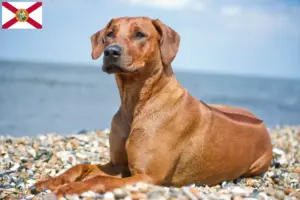 Read more about the article Rhodesian Ridgeback breeders and puppies in Florida