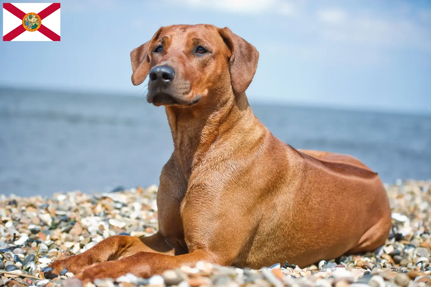 Rhodesian Ridgeback puppies and breeders Florida Find Rhodesian Ridgeback breeders in Florida.