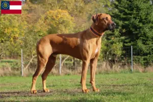 Read more about the article Rhodesian Ridgeback breeders and puppies in Georgia