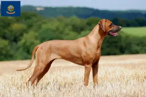 Read more about the article Rhodesian Ridgeback breeders and puppies in Idaho
