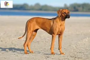 Read more about the article Rhodesian Ridgeback breeders and puppies in Illinois