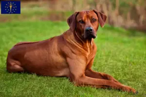 Read more about the article Rhodesian Ridgeback breeders and puppies in Indiana