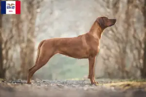 Read more about the article Rhodesian Ridgeback breeders and puppies in Iowa