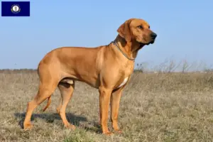 Read more about the article Rhodesian Ridgeback breeders and puppies in Kentucky
