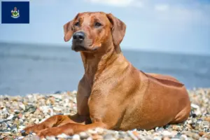 Read more about the article Rhodesian Ridgeback breeders and puppies in Maine
