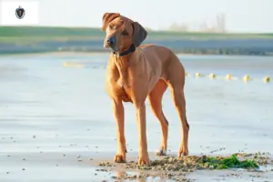 Read more about the article Rhodesian Ridgeback breeders and puppies in Massachusetts