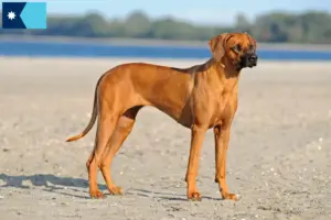 Read more about the article Rhodesian Ridgeback breeders and puppies in Minnesota