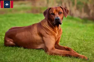 Read more about the article Rhodesian Ridgeback breeders and puppies in Mississippi