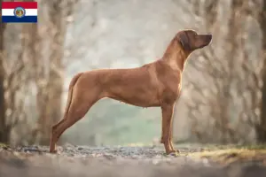 Read more about the article Rhodesian Ridgeback breeders and puppies in Missouri