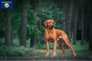 Read more about the article Rhodesian Ridgeback breeders and puppies in Montana