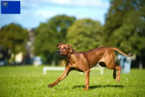 Read more about the article Rhodesian Ridgeback breeders and puppies in Nevada