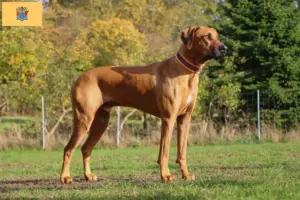Read more about the article Rhodesian Ridgeback breeders and puppies in New Jersey