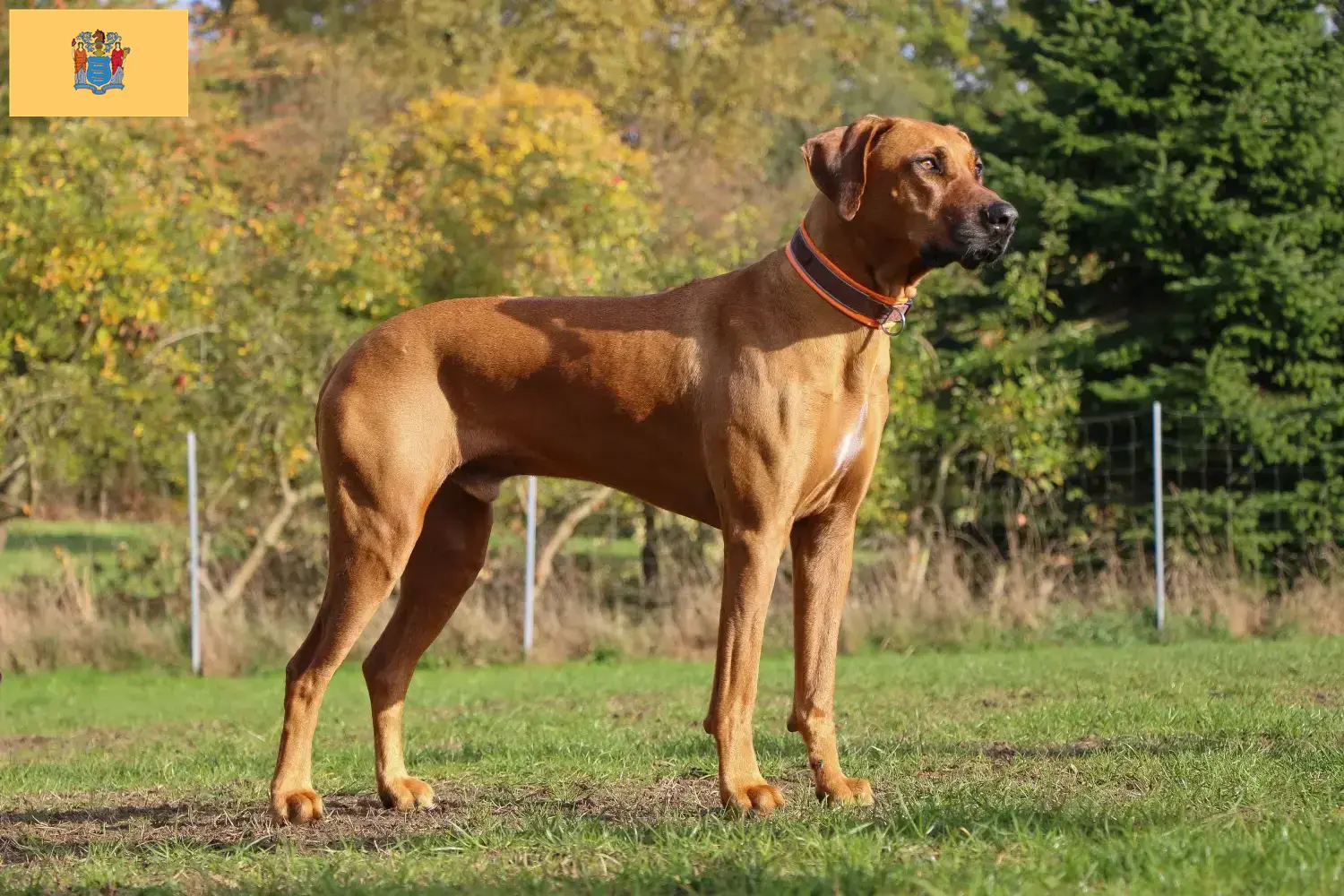 Rhodesian Ridgeback puppies and breeders New Jersey Find Rhodesian Ridgeback breeders in New Jersey.
