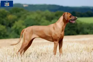 Read more about the article Rhodesian Ridgeback breeders and puppies in New York