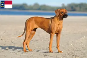 Read more about the article Rhodesian Ridgeback breeders and puppies in North Carolina