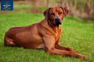 Read more about the article Rhodesian Ridgeback breeders and puppies in North Dakota