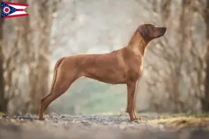 Read more about the article Rhodesian Ridgeback breeders and puppies in Ohio