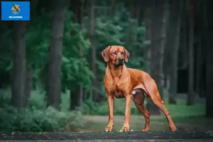 Read more about the article Rhodesian Ridgeback breeders and puppies in Oklahoma