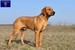Read more about the article Rhodesian Ridgeback breeders and puppies in Oregon