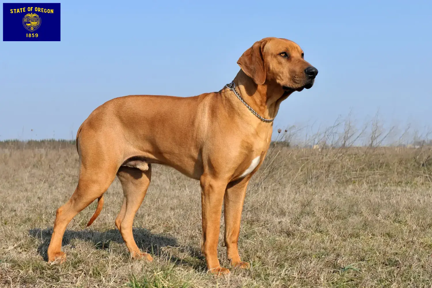 Rhodesian Ridgeback puppies and breeders Oregon Find Rhodesian Ridgeback breeders in Oregon.
