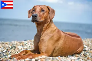 Read more about the article Rhodesian Ridgeback breeders and puppies in Puerto Rico