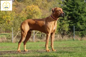 Read more about the article Rhodesian Ridgeback breeders and puppies in Rhode Island
