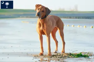 Read more about the article Rhodesian Ridgeback breeders and puppies in South Carolina