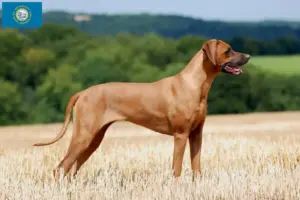 Read more about the article Rhodesian Ridgeback breeders and puppies in South Dakota