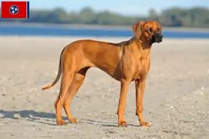 Read more about the article Rhodesian Ridgeback breeders and puppies in Tennessee