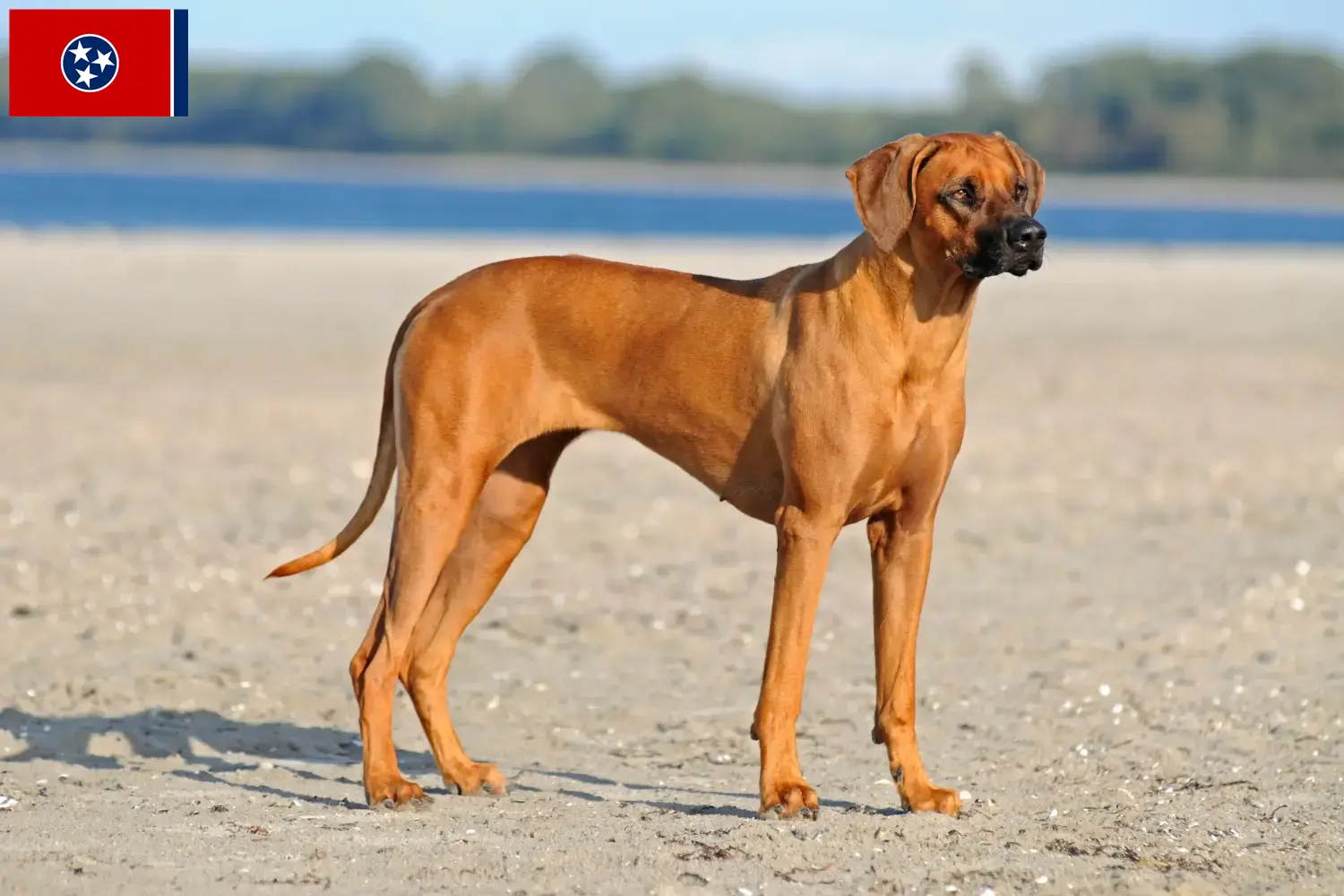 Rhodesian Ridgeback puppies and breeders Tennessee Find Rhodesian Ridgeback breeders in Tennessee.