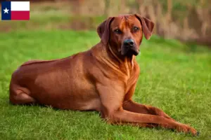 Read more about the article Rhodesian Ridgeback breeders and puppies in Texas