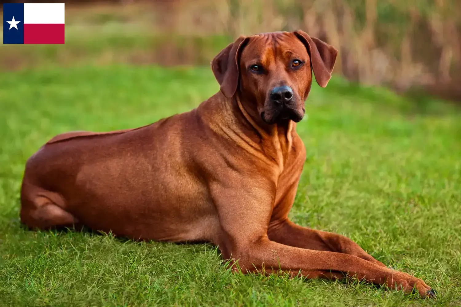 Rhodesian Ridgeback puppies and breeders Texas Find Rhodesian Ridgeback breeders in Texas.