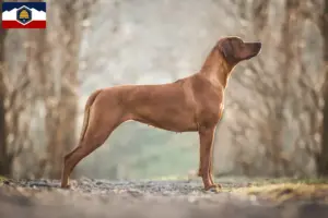 Read more about the article Rhodesian Ridgeback breeders and puppies in Utah