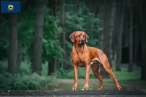 Read more about the article Rhodesian Ridgeback breeders and puppies in Vermont