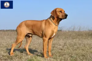 Read more about the article Rhodesian Ridgeback breeders and puppies in Virginia