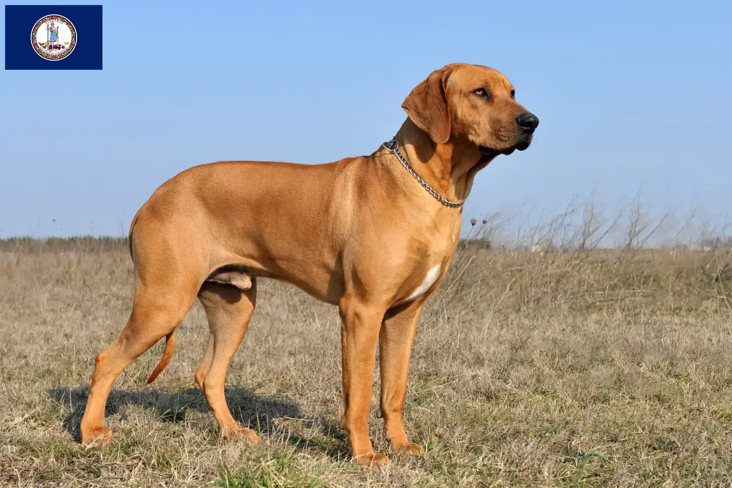 Rhodesian Ridgeback puppies and breeder Virginia Find Rhodesian Ridgeback breeders in Virginia.
