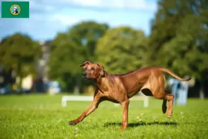 Read more about the article Rhodesian Ridgeback breeders and puppies in Washington